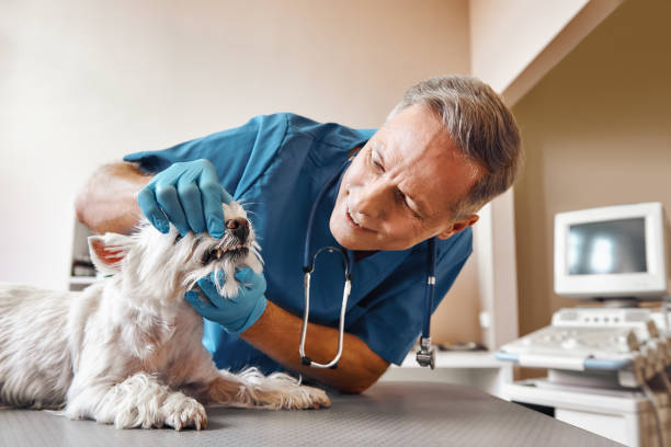 Best Emergency Dentist for Special Needs Patients in Pine Castle, FL